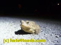 /home//u458753944/public_html/sourcegallery///////Roxborough Toad Detour/2013-2019/2013/2013-04-09/P1120051.JPG